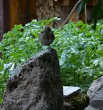 amsel1.webp