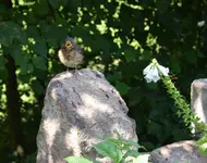 amsel2.webp