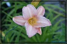 Hellrosa.webp