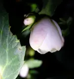 hllbrsngr.webp