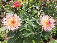 034.webp