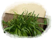 Agapanthus blue.webp