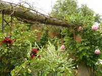 Blüchen in Rost.webp