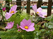 Cosmeen (2).webp