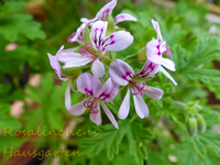 Duftgeranie.webp