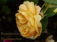 Golden Celebration.webp