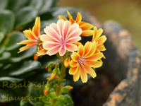 Lewisia.webp