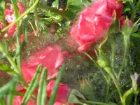 SAM_4727.webp
