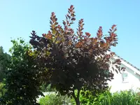 SAM_4731.webp