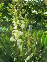 CIMG8038.webp