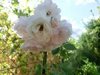CIMG8037.webp