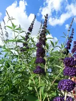 CIMG8035.webp