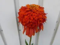 P1110302.webp