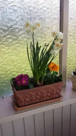 Blumen2.webp