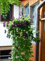 Clemi.webp
