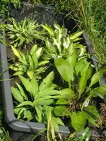 009_576x768.webp