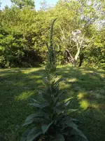 DSCFkk3787.webp