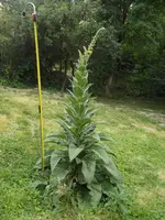 DSCFkk3785.webp