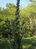 DSCKKF3788.webp