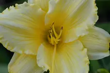 gelbe.webp