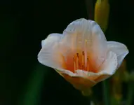 kleinerosa.webp