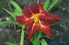 Sarenay+.webp