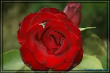comp_DSC01798.webp