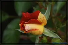 comp_DSC01784.webp