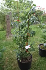 Minibel_1754.webp