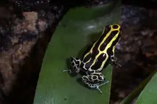 34    QUINQUEVITTATUS.webp