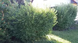 Vorgarten.webp