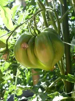 Teton de Venus.webp