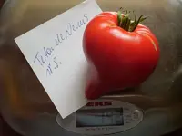 k-Tomaten 028.webp