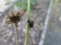 P1130277.webp