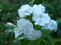 P1130470.webp