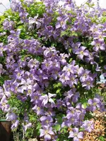 clematis.webp
