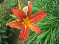 Taglilie Sammy Russell.webp