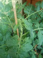 IMG_20140627_131516.webp