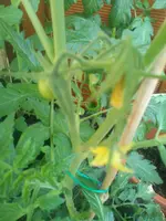 IMG_20140627_131549.webp