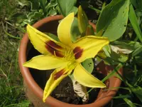 mikado_1024x768.webp