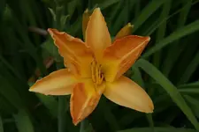 Brownie the Gold (1).webp