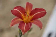 Neyron Rose (2).webp