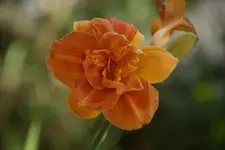 Sachsen Orange Double.webp