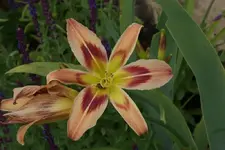 Wild and Wonderful.webp