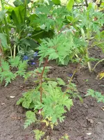 011.webp