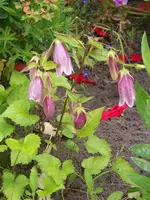 Campanula punctata.webp