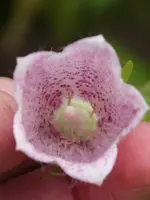 gepunktete Glockenblume.webp