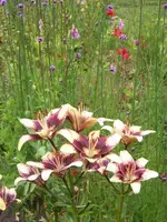 Lilium Cappuccino.webp