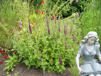Teucrium = Gamander.webp