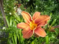 100_1546.webp